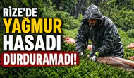 Rize'de Yağmur Hasadı Durduramadı! Çay Üreticileri Bayramda Bahçelere Koştu