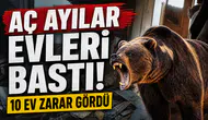 Aç Ayılar Evleri Bastı, 10 Ev Zarar Gördü