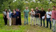 Kahverengi Kokarcaya Karşı Samuray Arısı ile Mücadele Sürüyor