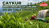 ÇAYKUR Birinci Sürgün Yaş Çay Alımlarını 259 Bin Tonla Tamamladı