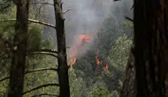Fethiye'de Yangın Alarmı: Doğa Alev Alev!