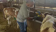 Aydıntepe'de Buzağı Küpeleme ve Aşılama Çalışmaları Tamamlandı