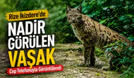 Rize İkizdere'de Nadir Görülen Vaşak Cep Telefonuyla Görüntülendi
