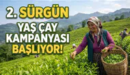 ÇAYKUR, 2026 İkinci Sürgün Çay Alımlarına 8 Temmuz'da Başlıyor!