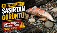 Rize Sahilinde Şaşırtan Görüntü! Köpek Balığına Benzeyen Balık Kıyıya Vurdu