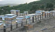 Yüksek rakımlı yaylalardaki binlerce çiçekten sofralara geliyor