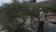 İsrail ordusuna Fransa'da savaş suçu şikâyeti: Lübnan'daki asırlık zeytin ağaçları söküldü