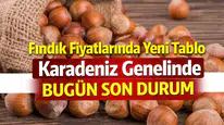 Fındık Fiyatlarında Yeni Tablo Karadeniz Genelinde Bugün Son Durum