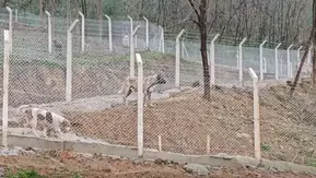 Borçka'da Sokak Hayvanları İçin Yeni Bir Destek Merkezi Açıldı: Modern Barınak Hizmete Girdi