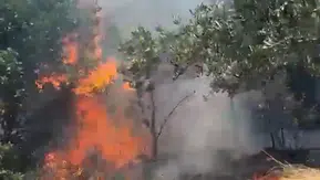 Bursa'da Orman Yangını Korkutucu Hızda Büyüyerek Paniğe Neden Oldu!