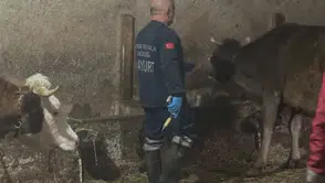 Aydıntepe’de Şap Aşılama Kampanyası Sürüyor