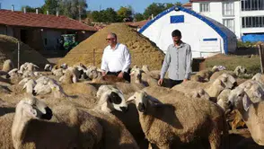 Çobanken 700 hayvanlı sürünün sahibi oldu!