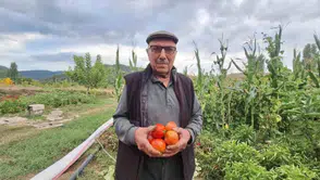 Hibrit tohuma inat dededen kalma tohumu yaşatıyor!
