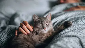 Kedinizin sizinle uyumasının sırrı ortaya çıktı!