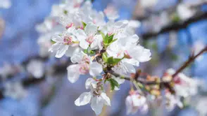 Cemrenin ikincisi suya düştü