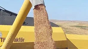 "Kırsal Hizmetler Daire Başkanlığı'ndan Üreticilere %50 Hibeli Nohut Tohumu Desteği"