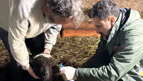 Trabzon’da Küçükbaş Hayvanlara Sağlık Taraması: Aşılama ve Küpeleme Çalışmaları Sürüyor