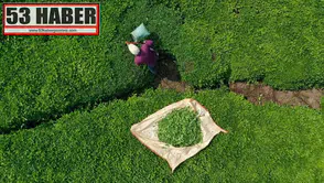 ÇAYKUR'da geçici işçiler sözleşmeli personel olabilecek