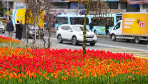 Rize’de Bahar Renkleri: 60 Bin Lale Toprakla Buluştu