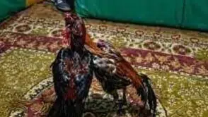 Kars'ta Horoz Dövüşü ve Kumar Faaliyetlerine Baskın: 23 Kişi Cezalandırıldı