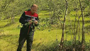 Fındık Üreticilerine Külleme Hastalığı Uyarısı: Kontroller Ve Mücadele Süreci İhmal Edilmemeli!