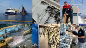 15 Nisan İtibarıyla Balıkçılıkta Genel Av Yasağı Başladı