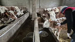 Kaleönü’nde Büyükbaş Hayvanlara Aşılama ve Kimliklendirme Çalışması