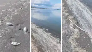 Eğirdir Gölü'nde Şok Edici Manzara: Kıyıya Vuran Yüzlerce Ölü Balık Endişe Yarattı!