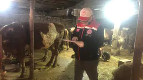 Dernekpazarı'nda Hayvan Sağlığı İçin Şap ve Brusella Aşılama Çalışmaları Devam Ediyor