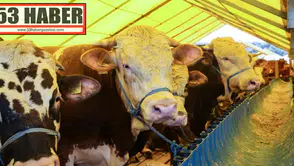 Kurban Bayramı'nda 3,3 Milyon Kurban Kesimi Tahmin Ediliyor!