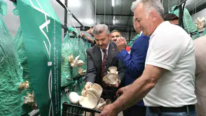 Artvin’de Mantar Üretiminde Yeni Hedef: Yıllık 356 Ton