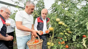 Elazığ'da Sera Domatesi Hasat Sezonu Açıldı!