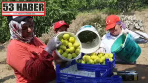 Sabahın erken saatlerinde başlayan hasat, 30 bin ton ürünle damgasını vurdu! 'Son yılların en bol hasat dönemi' olarak nitelendiriliyor