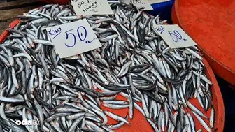Rize’de Hamsi Kilosu 50 Liraya Düştü, Balık Tezgahları Dolup Taştı