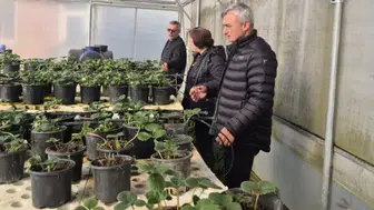 Araklı'da Sera Kontrolleri: Tarım Kalitesi ve Verimlilik Artacak