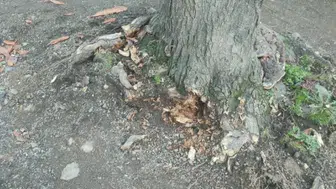 Trabzon Büyükşehir Belediyesi’nden Gülbaharhatun’daki Ağaç İddialarına Açıklama