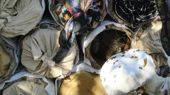 Kato Dağı'nda 15 Yıllık Gelenek: Dede Mirasıyla Hasat Şenliği!
