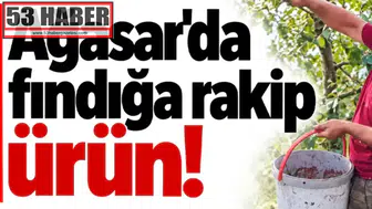 Ağasar’da Fındığa Yeni Rakip: Alternatif Tarım Ürünleri Yükseliyor!