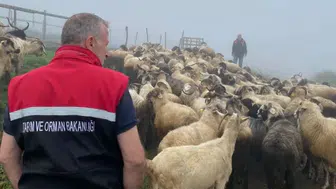 Of’ta Küçükbaş Hayvanlarda PPR Aşısı İçin Bağışıklık Kontrolü Yapıldı