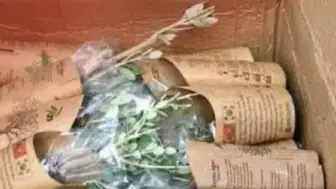 Güney Kore’den Hatay’a 3043 zeytin fidanı