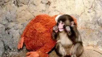 Punch Maymun Olayı Nedir? Sosyal Medyada Gündem Olan Punch Maymun Kimdir?