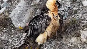 Artvin'de 'Sakallı Akbaba' yeniden doğaya salındı