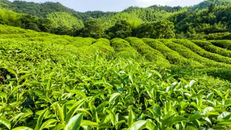 CHP Rize İl Başkanlığı’ndan Çay Üreticilerine Destek!