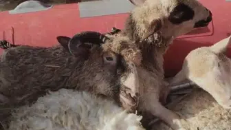 Edirne’de mahsur kalan 22 koyun kurtarıldı