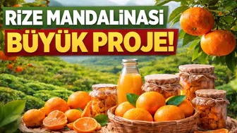 RTEÜ’den Rize Mandalinası Hamlesi: Meyve ve Kabuğundan 15 Ürün Üretilecek
