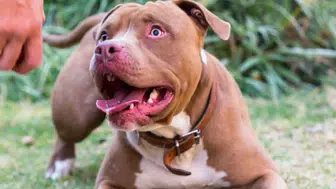 Pitbull saldırısı: Sanığa 7 yıla kadar hapis cezası talebi, duruşma 21 Nisan'da!