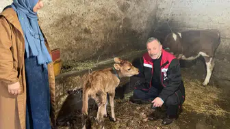 Of’ta Jersey Bereketi: İlk Yavruların Ardından Torunlar'da Dünyaya Geldi