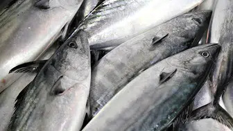 Balık Avında Yasağın Başlangıcı ve Sona Ereceği Tarih Belli Oldu!