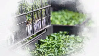 Hibeli Sebze Fidesi Başvurusunda Yüzde 50 Destek Dönemi Başladı!