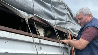 Sürmene’de Kurbanlık Sevkiyatlarına Sıkı Denetim